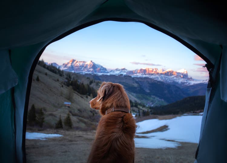 Le chien regarde autour de lui depuis la tente