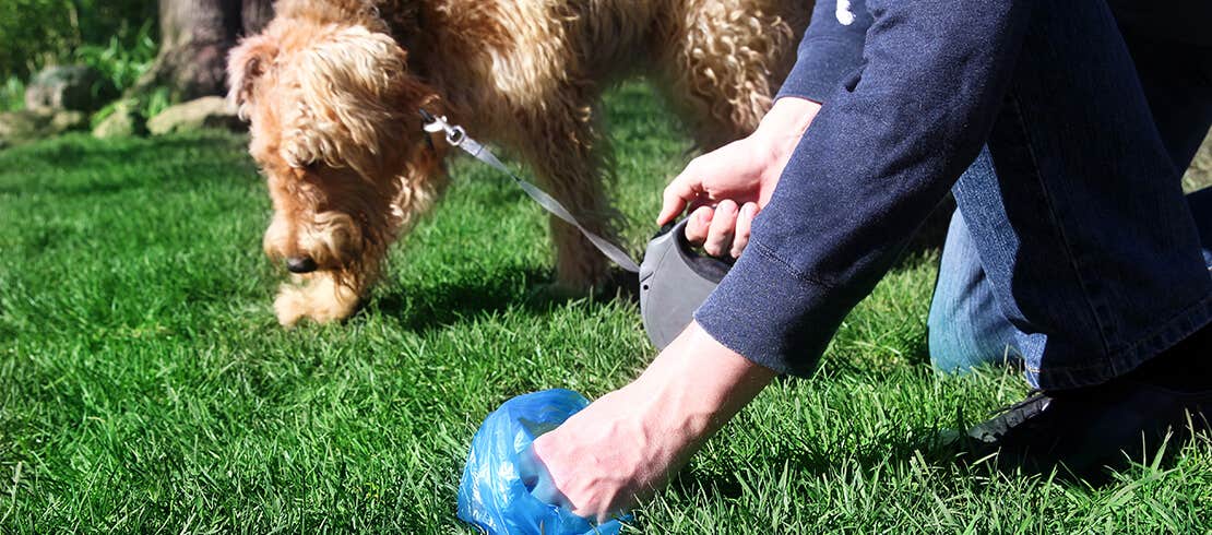 Owner picking up their dog’s waste with green plastic bag.
