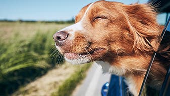 Dog outside car window 