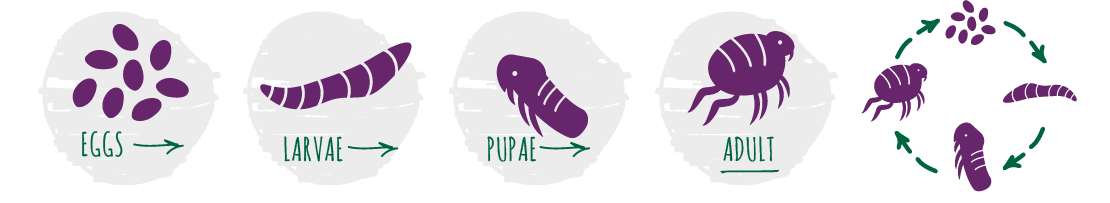 Flea life cycle 