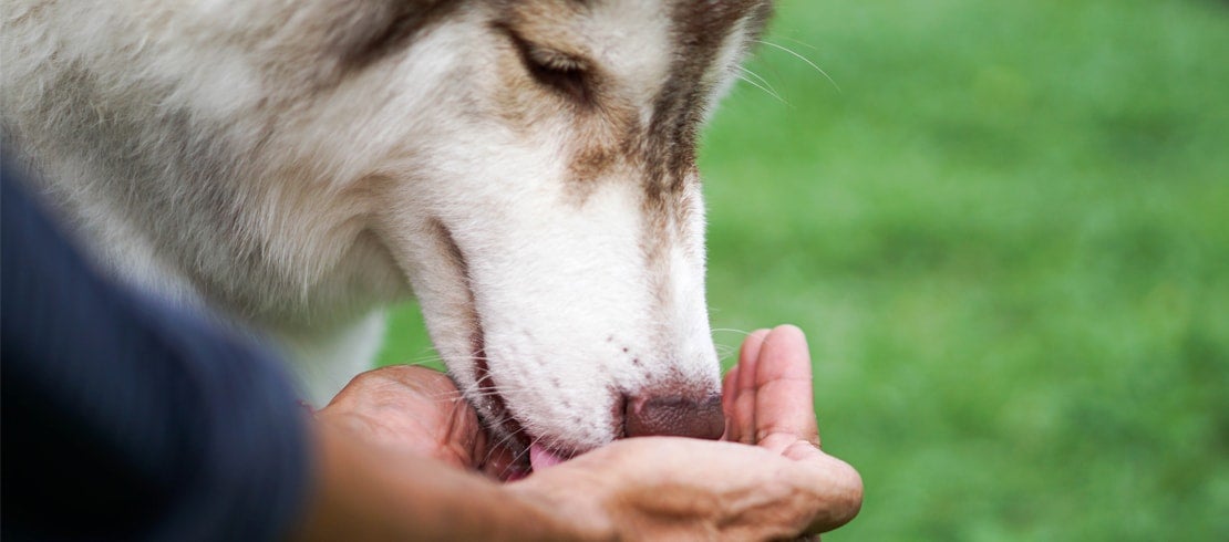 A red and white husky that is eating green beans out of its owner’s hands.
