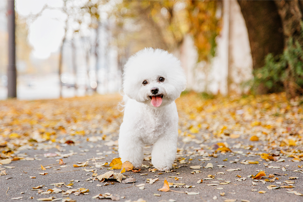 Een vrolijke Bichon Frisé in het bos