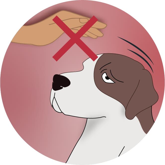 Dogs with ear infections don't like having their ears touched