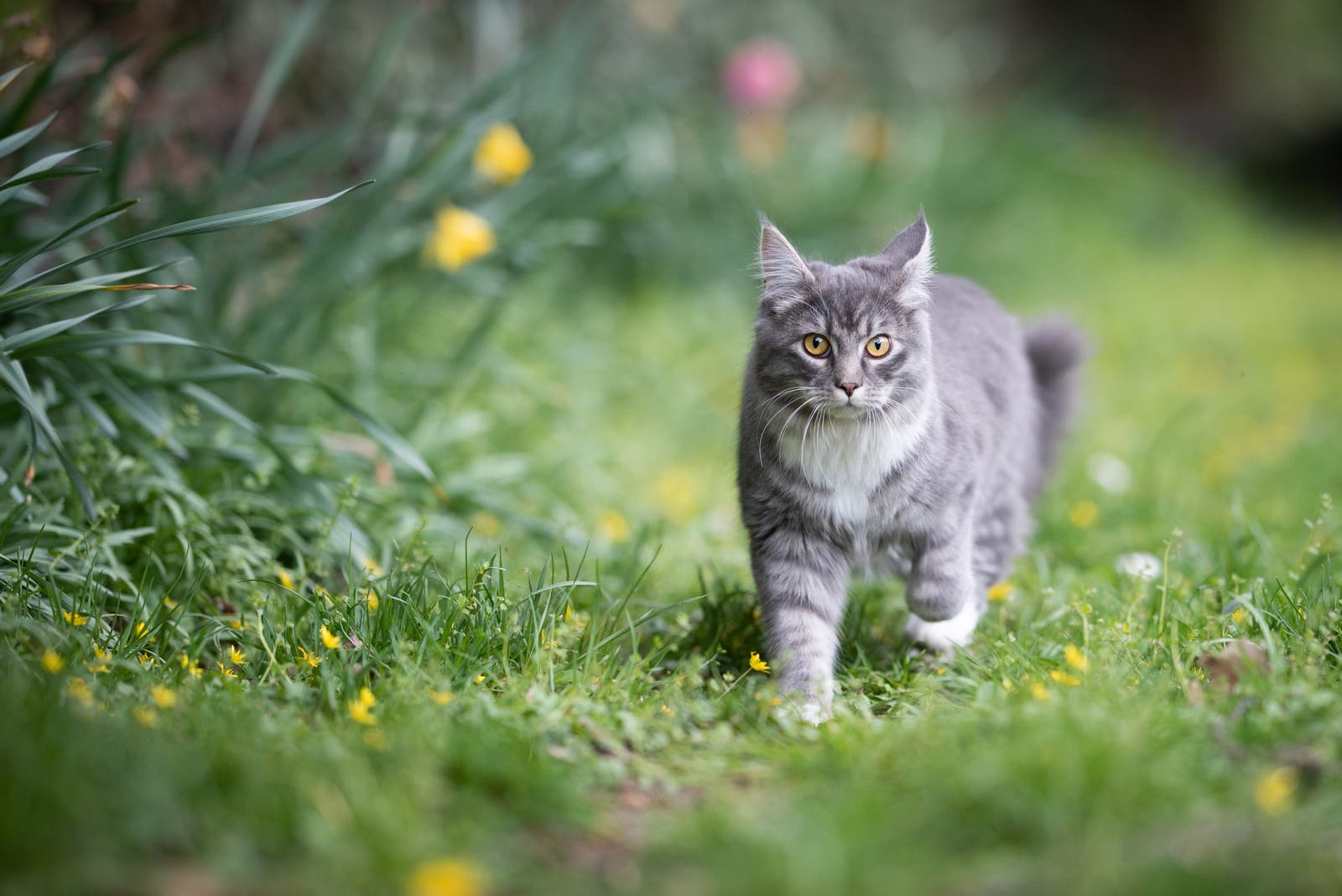 Grey cat in backyard walking in grass by flowers