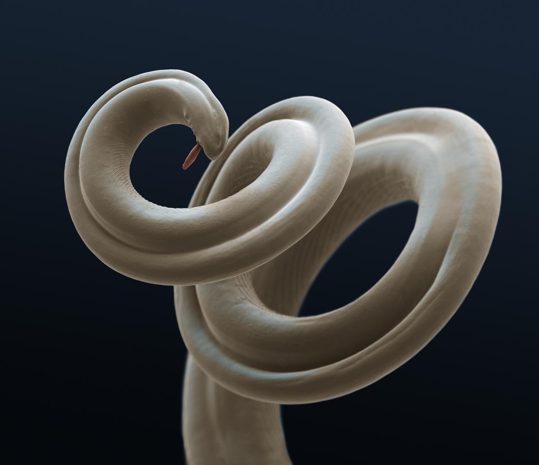 Heartworm Treatment for Dogs My Pet and I