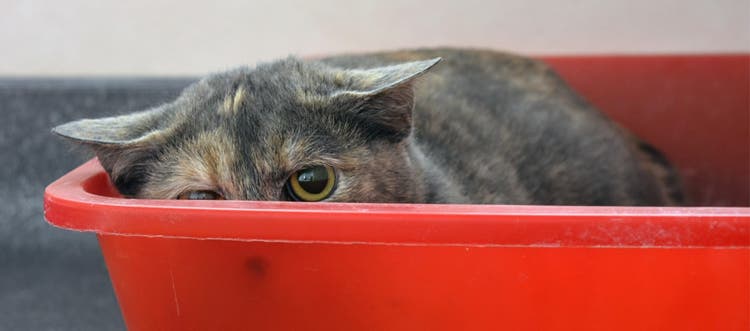 Muted gray and brown calico cat sitting in red litter box.