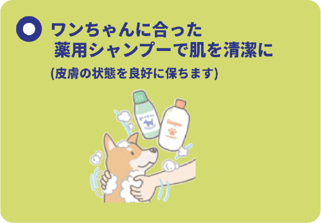 ワンちゃんに合った薬用シャンプーで肌を清潔に