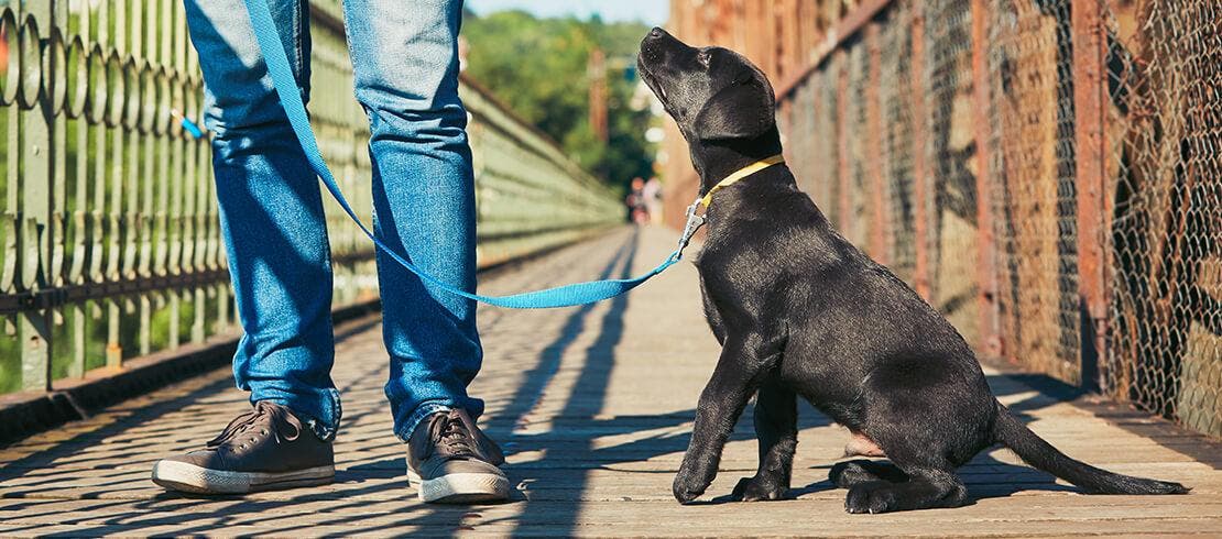 A black Labrador puppy heeling and looking up at his owner
