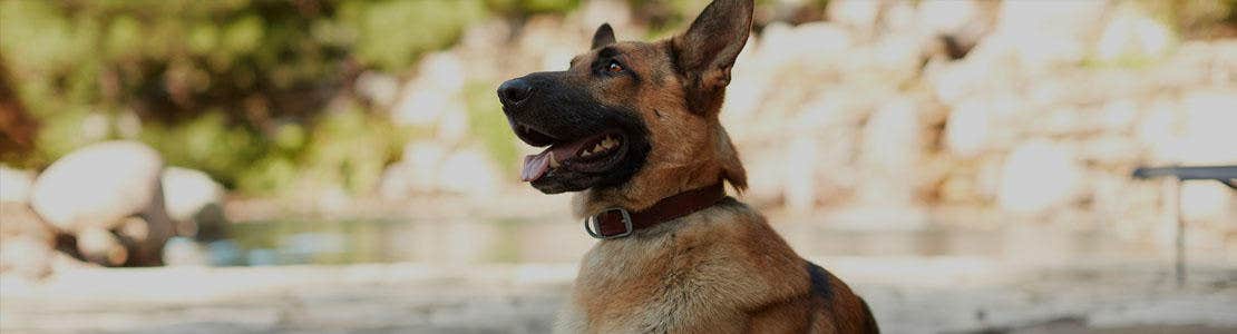 Skal I på ferie sammen med Jeres hund?