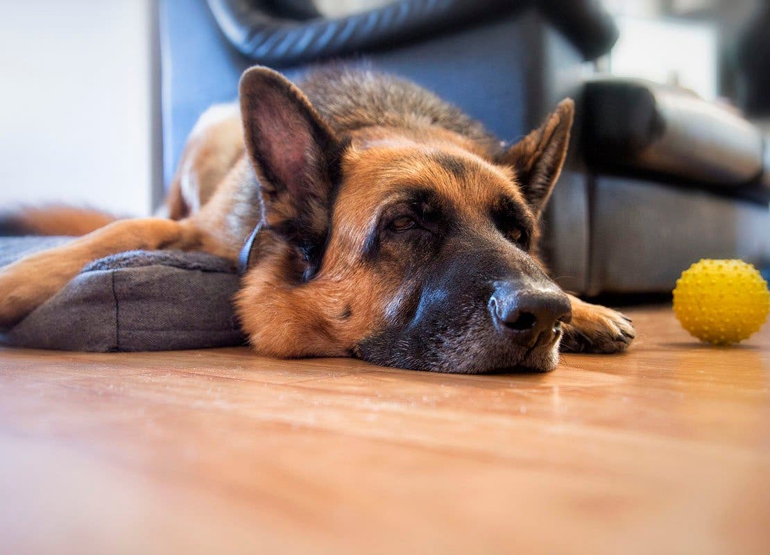 Shepherd dog lying on floor in the living room with ball