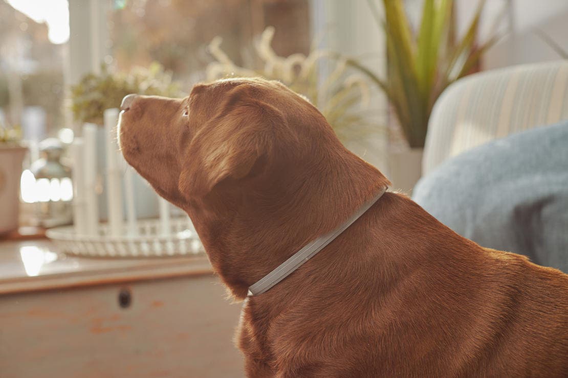 My Seresto Collar isn't Working My Pet and I