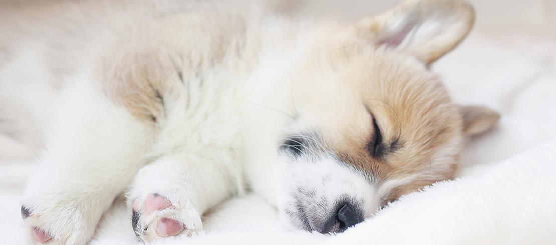 a puppy sleeps on a white blanket