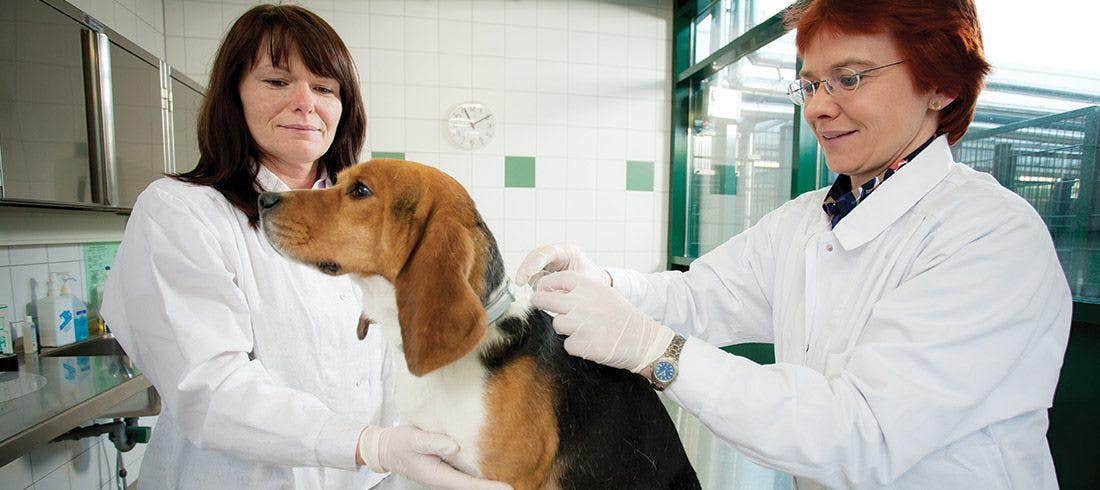 Cane al veterinario per il controllo dei parassiti e delle malattie causate
