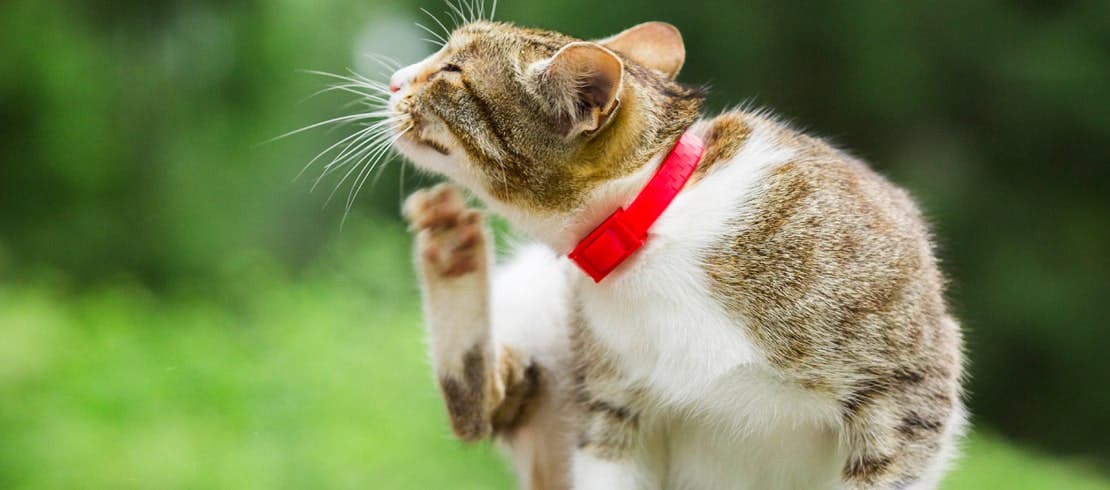 A short-hair tabby cat sitting outside on a log and scratching its head.