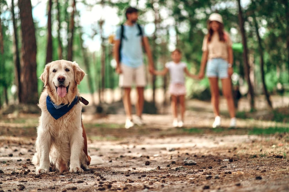 Alt-tag Familie op vakantie met golden retriever