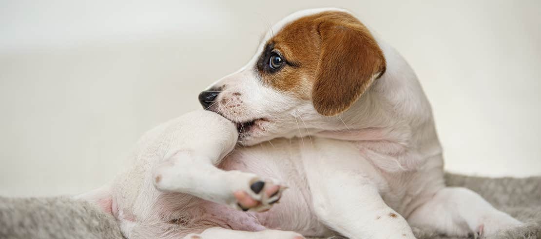 A small dog reacting to flea bites 