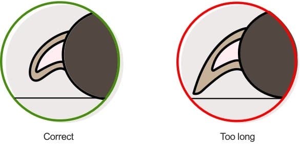 A graphic showing the ideal length of a dog’s nails.