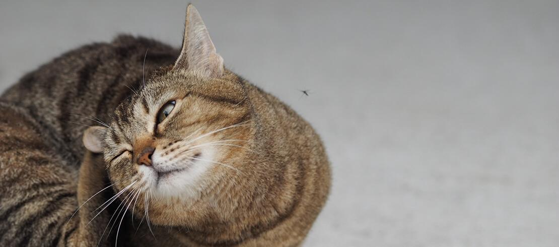  En katt kliar sig på örat med baktassen 