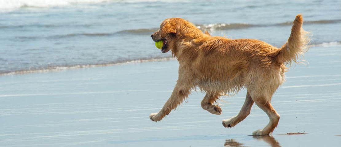 Golden retriever hund løber med tennisbold i munden på stranden ved vandet
