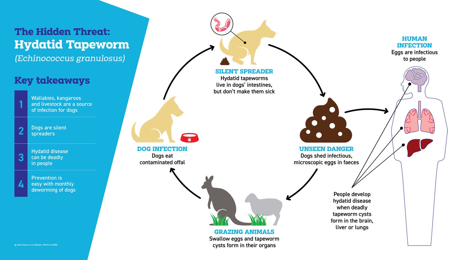 How hydatid tapeworms get passed from animals to humans