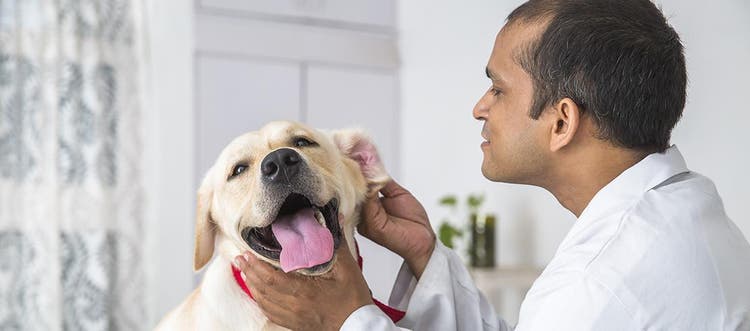 Foto van een ontspannen labrador bij een dierenarts die zijn oren nakijkt