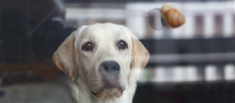 dogs-can-eat-slugs-when-playing-outdoors