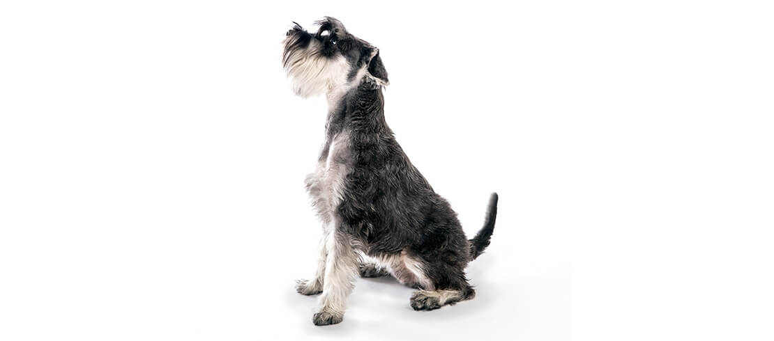 Miniature schnauzers are great for allergy sufferers who have families