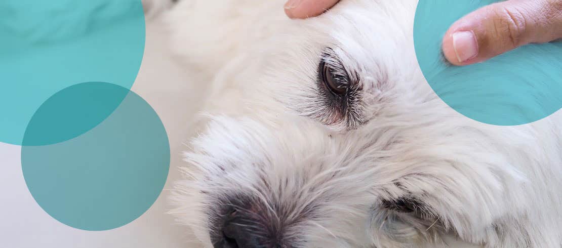 An owner petting their fluffy white dog that is in pain lying on the floor. 