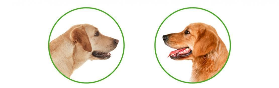 Comparativo do perfil da cabeça do Labrador e do Golden Retriever 