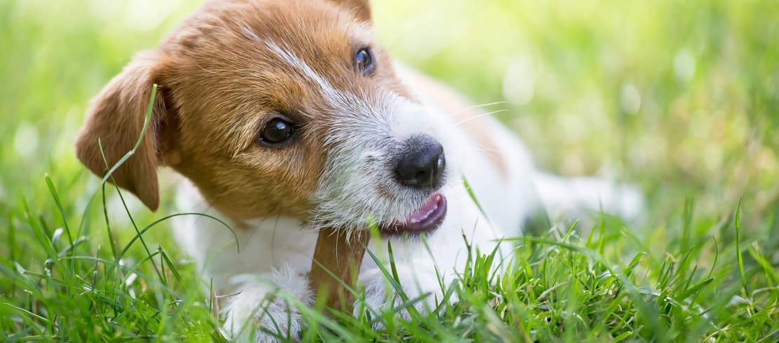 Puppy chewing on a dental treat for dogs.