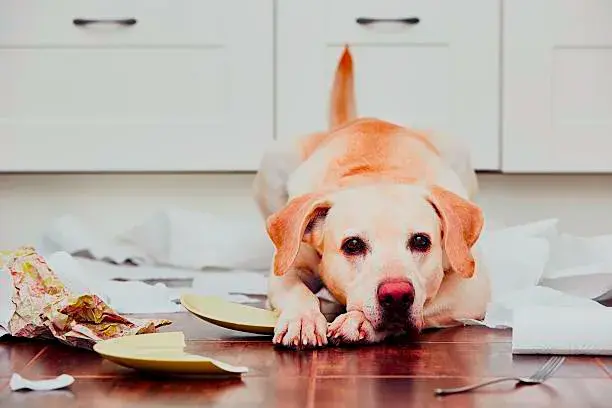  Ansia da separazione del cane
