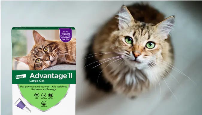 Advantage II Large Cat - Flea prevention and treatment - Kills adult fleas, flea larvae, and flea eggs. From Elanco