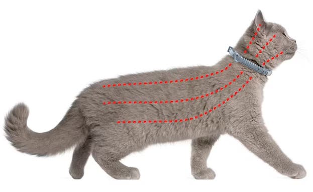 Gato com coleira Seresto antipulgas