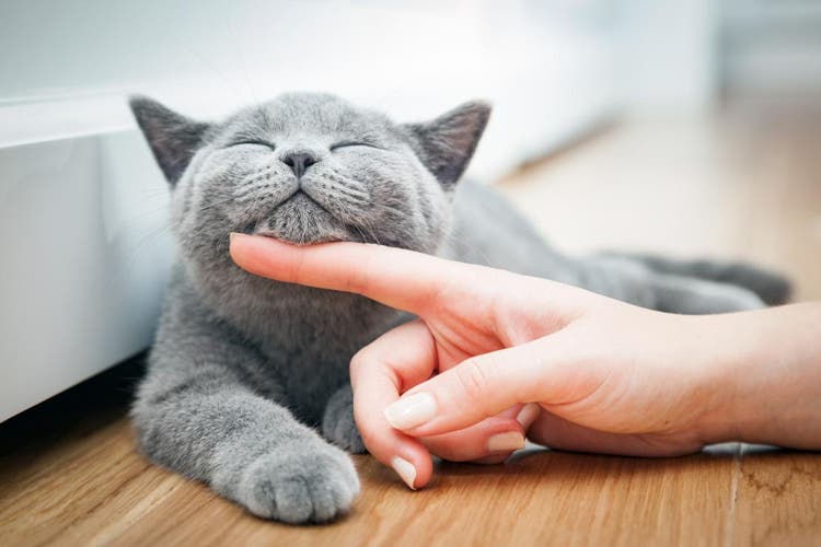 Glückliche Katze wird unter dem Kinn gestreichelt