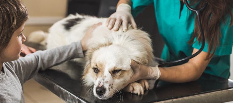 病気の犬をはげましている獣医師  