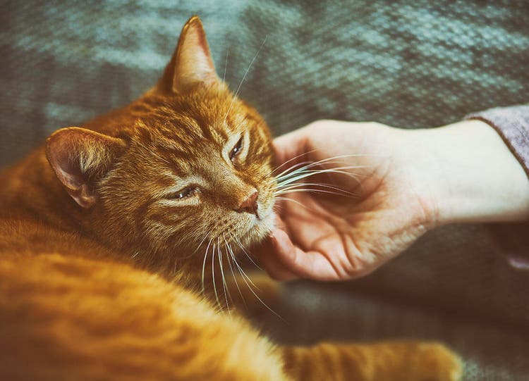 Purring cat