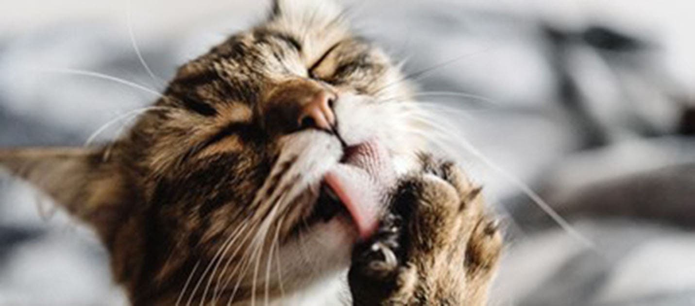 B ndelorm en almindelig type orm hos katte