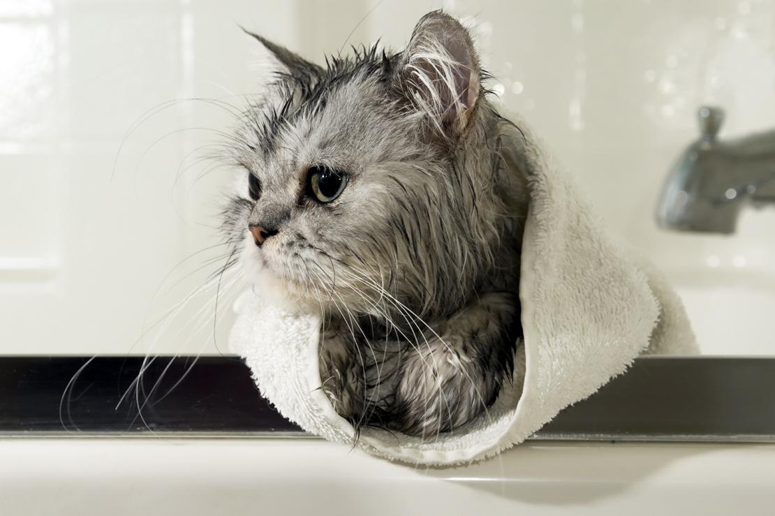 Gato cinza de toalha saindo do banho