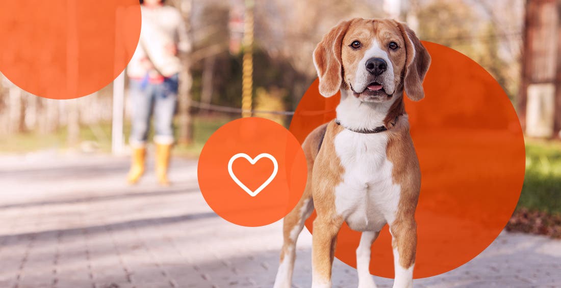 How Much Exercise Does My Dog Need?