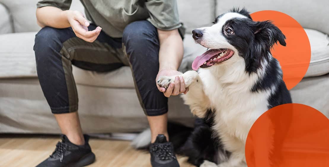 Happy dog with paw in owner’s hand