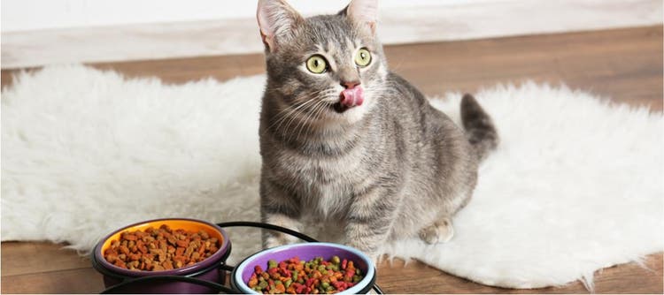 Gatto mangia
