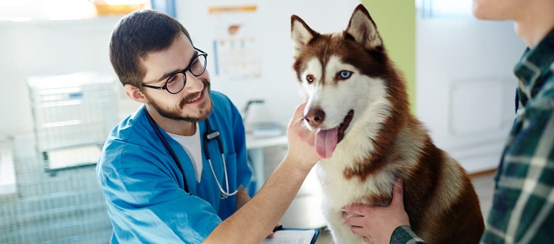  A vet checking a red Siberian husky that is being held still by its owner.