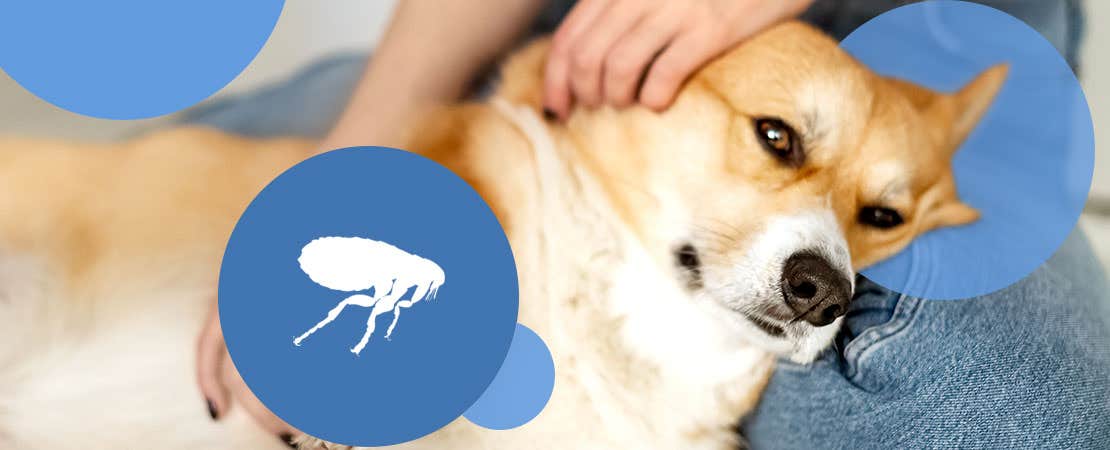 A dog lying on owner’s lap getting checked for fleas