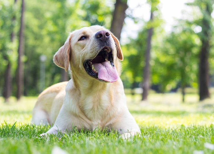 Labrador Retriever liegt bei Sonnenschein im Park