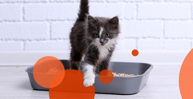 Kitten stepping out of litter box.