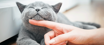 Interaction entre le chat et son propriétaire à l’intérieur