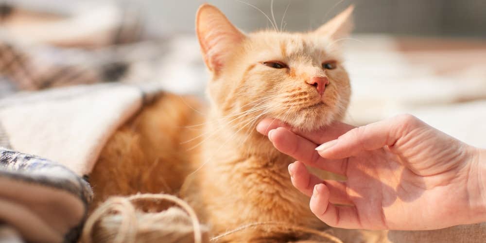 Owner petting orange cat looking for ticks