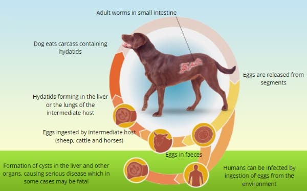 Lifecycle of the tapeworm