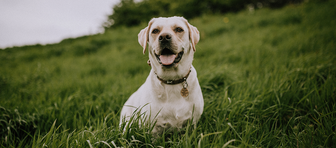En glad och sund hund som är skyddad mot hjärtmask sitter i gräset