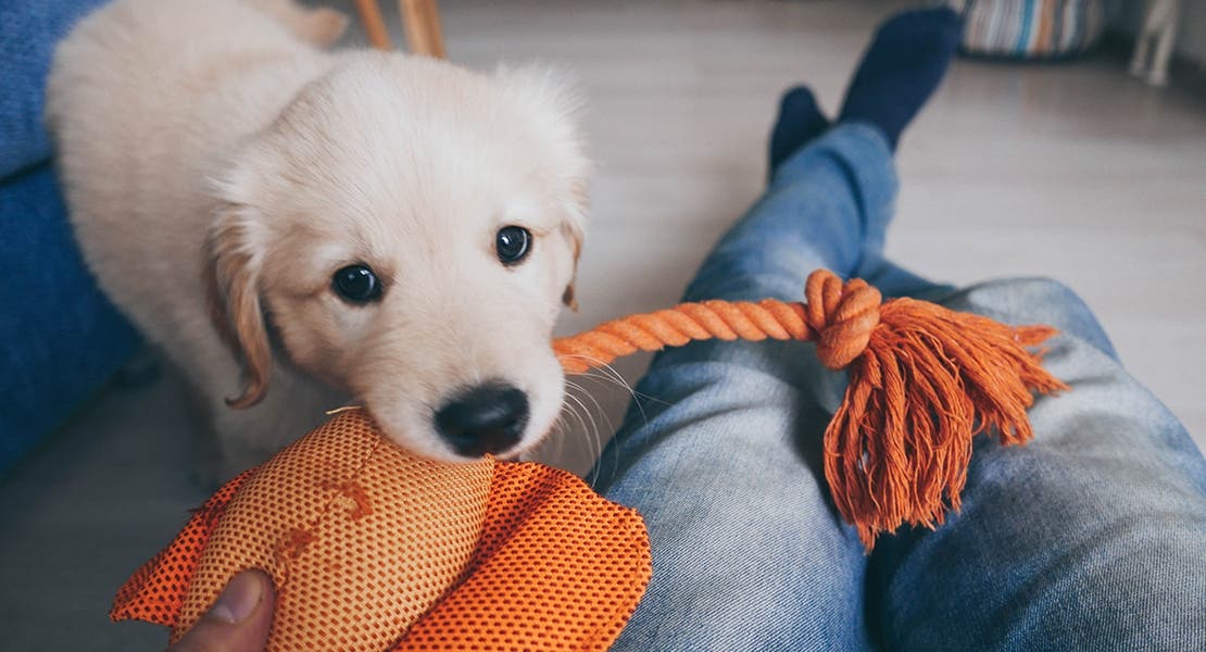 A golden retriever puppy playing with owner.